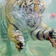 Illustration for article titled Underwater Tiger Is Terrifying, Beautiful